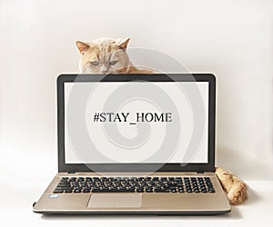 Words Hashtag Stay Home on computer screen and cat. Concept of self quarantine at home as preventative measure against corona photo