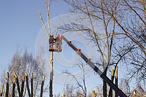 Work on the aerial platform, tree