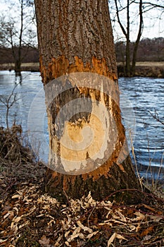 The work of a beaver