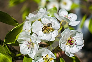 The work of a bee is harvesting in the form of pollen and making honey