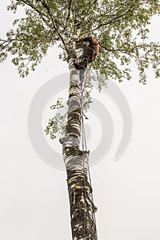 Work with a chainsaw at high altitude