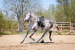 Work on a cord with horse at manege