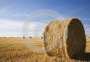 Work at the farm