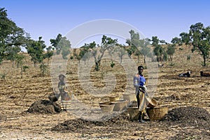 Work in the fields - Mali