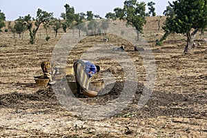 Work in the fields - Mali