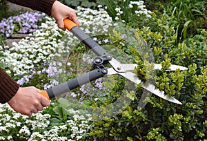 Work in the garden: A gardener is trimming, pruning and shaping boxwood, buxus using hedge shears  with blooming flowers, arabis