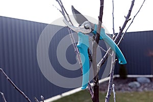 work in the garden, tree trimming