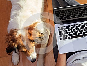 Work from home. Man working on the floor assisted by his pet dog