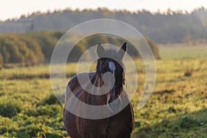 Work horse in beautiful autumn landscape in early sunny morning