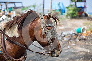 Work horse for carrying tourists