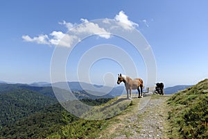 Work horse and donkey in the mountains