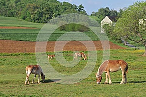 Work horses feeding on an Amish farm