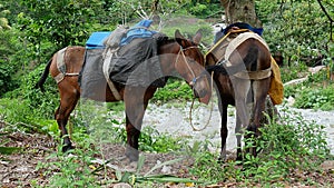 Work horses resting in nature