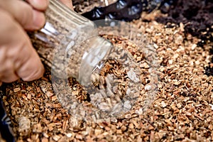 Work on a mushroom farm, inoculated pellets pouring in organic substrate