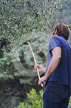 At work in a plantation of olive trees