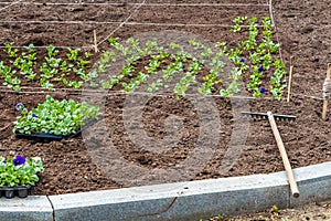 A work on planting seedlings of colorful flowers violet on the flowerbed and rake in a park in spring