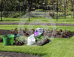 A work on planting seedlings of flowers on the flowerbed in a park in spring. photo