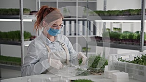 work in quarantine, young woman in medical mask cuts off young micro green sprouts and puts them in packaging for sale