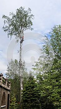 Work on the removal of dangerous trees