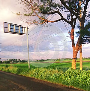 work street savana green nature sky