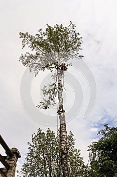 Work to remove trees in a confined space