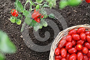 Work in vegetable garden fresh red tomatoes cherry from the plant in wicker basket, close up on soil top view