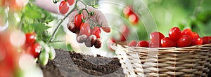 Work in vegetable garden hand and basket full of fresh tomatoes cherry from plant, panoramic image