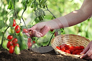 Work in vegetable garden hand picking fresh tomatoes cherry from plants with full wicker basket on soil, close up