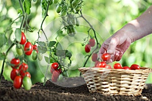 Work in vegetable garden hand picking fresh tomatoes cherry from plants with full wicker basket on soil, close up