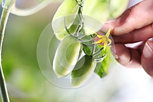 Work in vegetable garden hand touch flower of fresh green unripe tomatoes cherry plant, close up