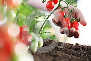 Work in vegetable garden hands full of fresh tomatoes cherry from plant, close up