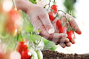 Work in vegetable garden hands full of fresh tomatoes cherry from plant, close up