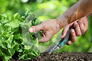 Work in vegetable garden, hands hoeing the soil with small spade shovel to grow better green fresh lettuce plant in vegetable