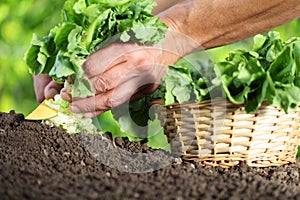 Work in vegetable garden, hands picking fresh green lettuce with knife and the wicker basket, close up on the soil