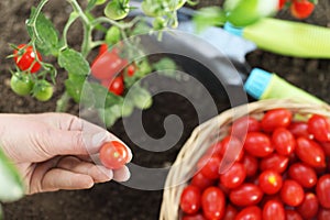 Work in vegetable garden hands picking fresh red tomatoes cherry from the plant with wicker basket, close up on soil top view