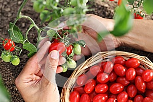 Work in vegetable garden hands picking fresh red tomatoes cherry from the plant with wicker basket, close up on soil top view