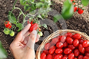 Work in vegetable garden hands picking fresh red tomatoes cherry from the plant with wicker basket, close up on soil top view