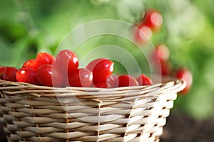 Work in vegetable garden wicker basket full of fresh tomatoes cherry from plants on soil, close up