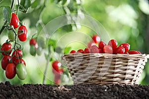 Work in vegetable garden wicker basket full of fresh tomatoes cherry from plants on soil, close up