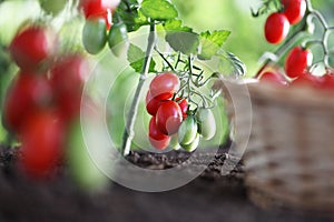 Work in vegetable garden wicker basket full of fresh tomatoes cherry from plants on soil, close up