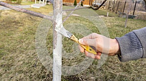 Work on whitewashing of a young apple tree in early spring on a sunny day. The gardener`s hand covers the whitewashed trunk of a