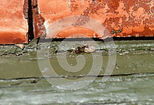 Worker ant carries a cocon photo