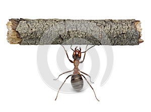 Worker ant holding log, isolated