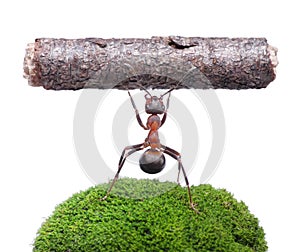 Worker ant holding log, isolated on white