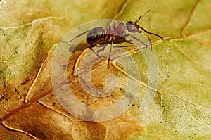 Worker ant on a leaf. Gradient background. Autumn background