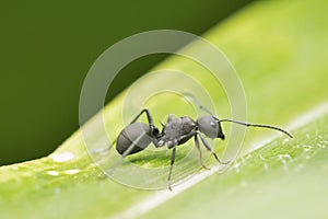 Worker ant Polyrachis proxima, Satara, Maharashtra