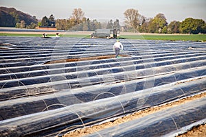 worker on asparagus field
