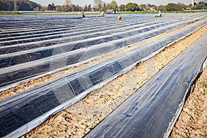 Worker on asparagus field