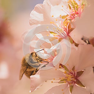 Worker Bee on Cherry Blossoms