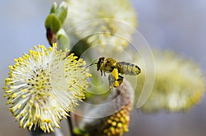 Obrero miel de abeja coleccionando polen 